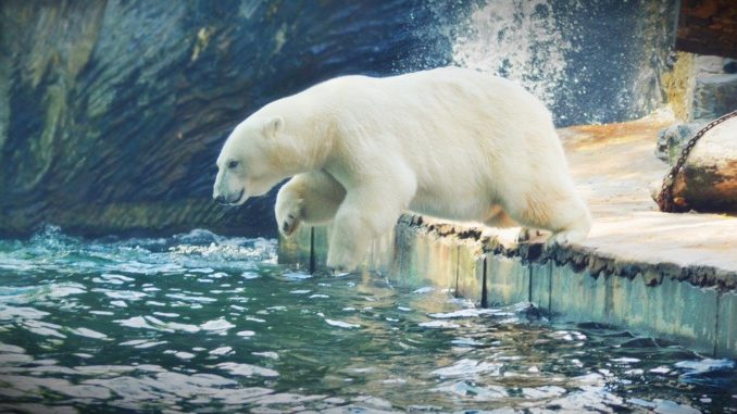 lide-mohou-pomoct Lidé mohou pomoct pražské zoologické zahradě